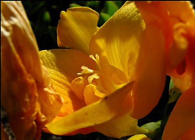 Yellow Freesia
