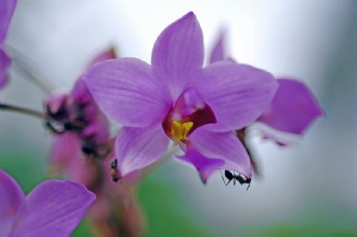Ant on an Orchid