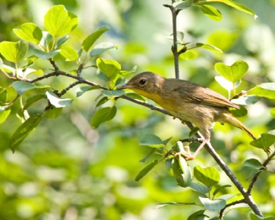 Female Common Yellowthroat Warbler