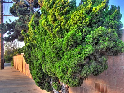 vibrant bush