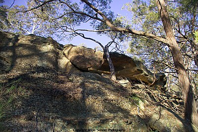 Landscape With Overhanging Trees