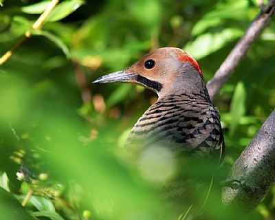 Portrait of a Woodpecker