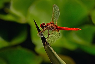 Take-off with red light on