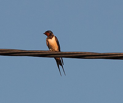 Swallow