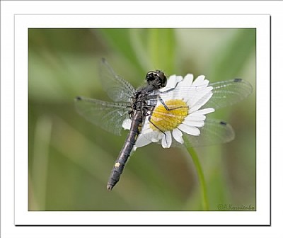 Daisy Landing Pad