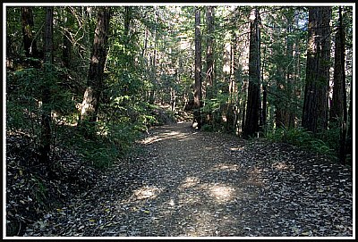 Tamalpais Road