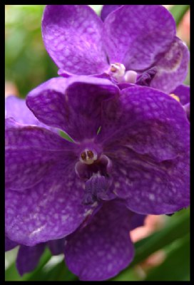 Orchid - Blue