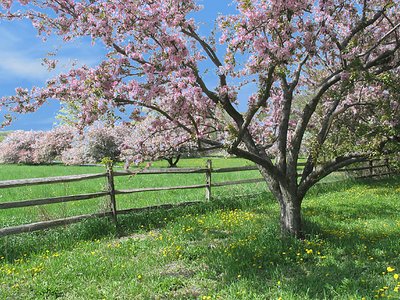 Pastoral