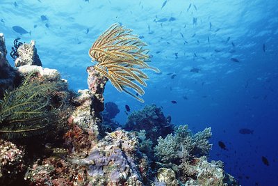 Tufi Reef