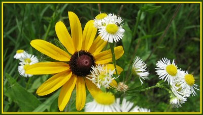 Wildflowers