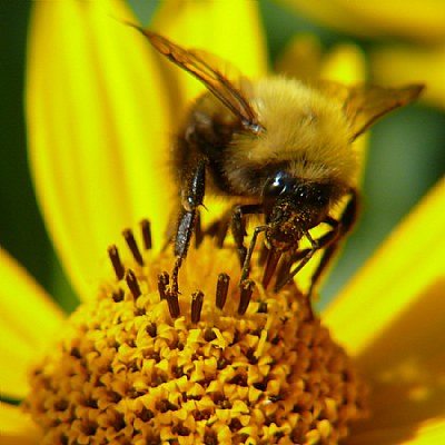 Got Pollen?