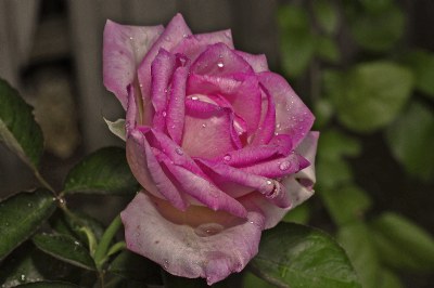 Old Rose after a brief rain