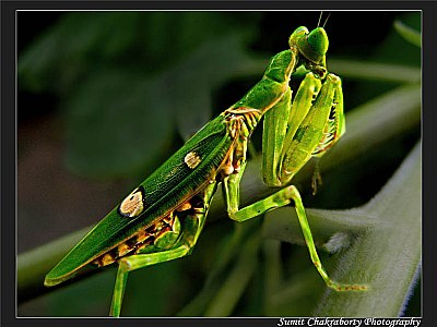 The praying mantis