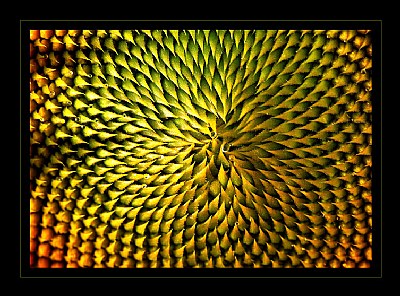 Sunflower part