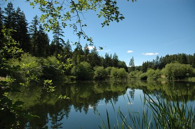 Pond Reflections