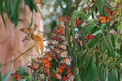 Monarchs