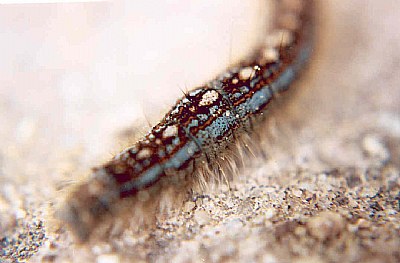 Tent Caterpillar