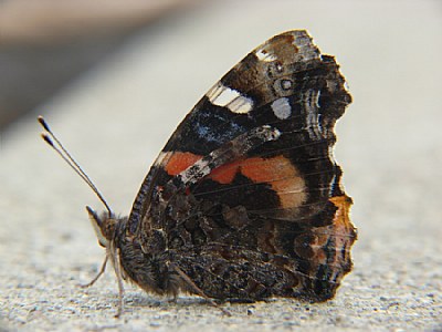 Butterfly Crossing