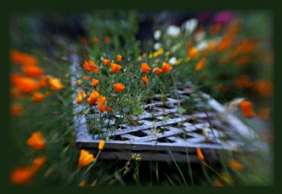 Flower Bed