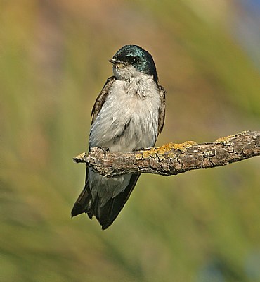 Tree Swallow