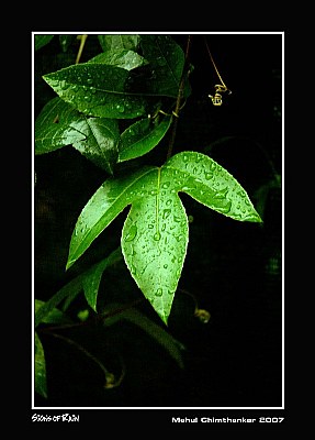 Signs of Rain