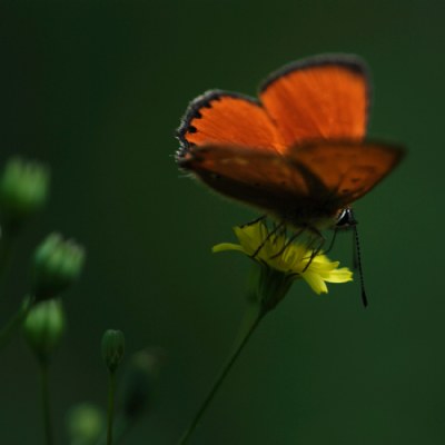 butterfly beauty [2]