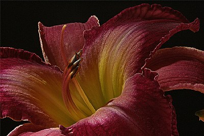 lily misteriosa