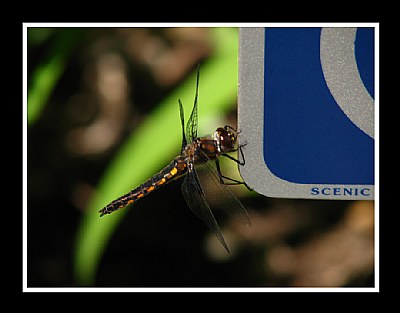 'Scenic' Dragonfly