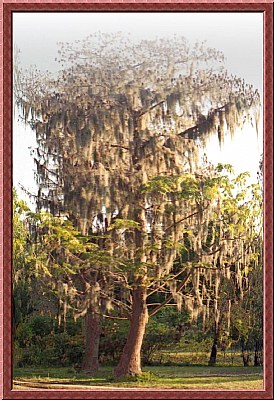 shaggy tree