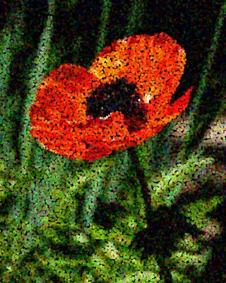 A Poppy