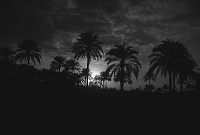 twilight palm trees