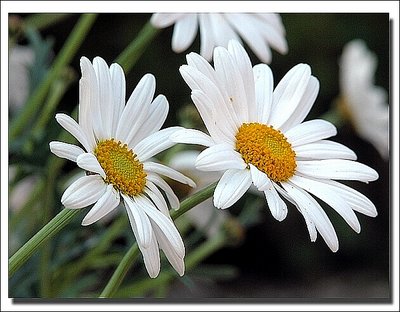 Daisy's