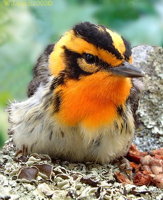 Portrait of a Blackburnian Warbler