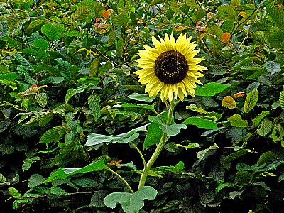 Sun Flower