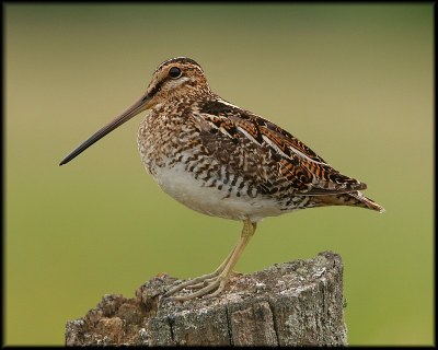 Wilson's Snipe