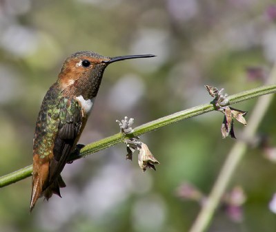 Hummingbird