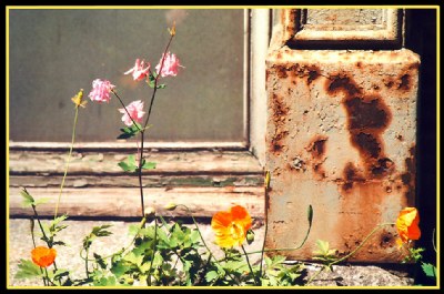 The old garden takes over