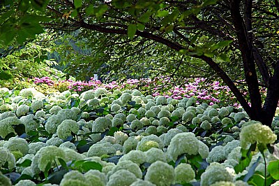 Fields of hydrangeas in bloom