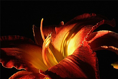 lily - in a different light