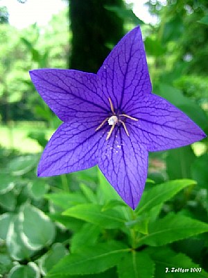 Spider Flower