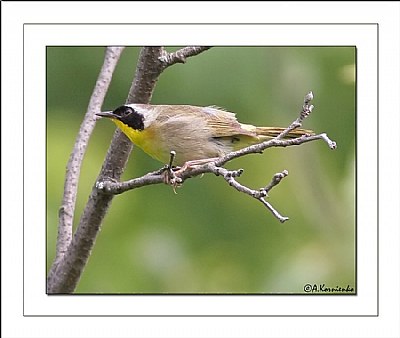 Yellowthroat Warbler