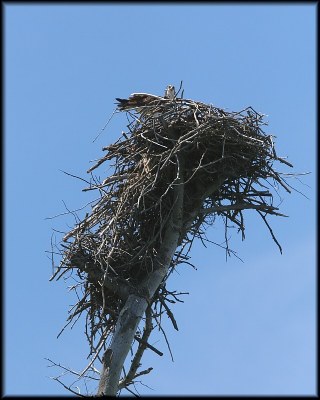 Massive Nest