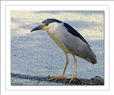 Black Crowned Night Heron