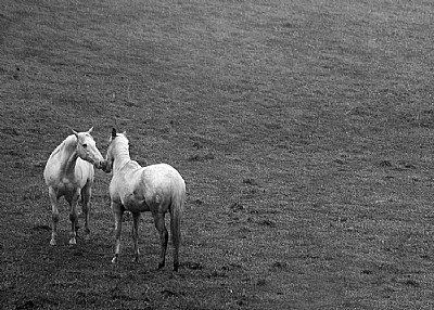 kissing horses