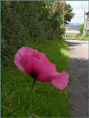 poppy