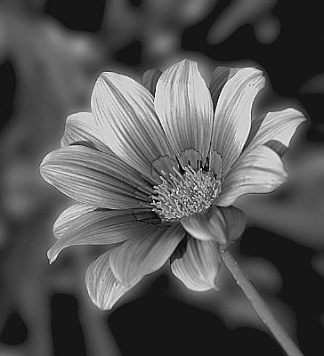 Just Another Flower (Converted to B&W)