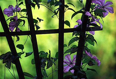 Clematis on Trellis