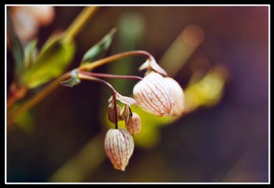 Tiny balloons