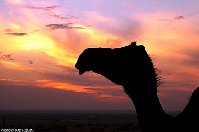 camel & sunset 