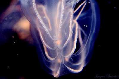 ctenophore 2